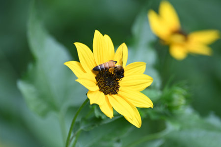 Honey bee collecting pollen from sunflower. A close up of a bright yellow sunflower with a bee...