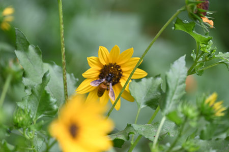 Honey bee collecting pollen from sunflower. A close up of a bright yellow sunflower with a bee...