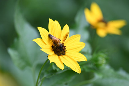 Honey bee collecting pollen from sunflower. A close up of a bright yellow sunflower with a bee...