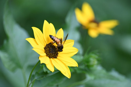 Honey bee collecting pollen from sunflower. A close up of a bright yellow sunflower with a bee...