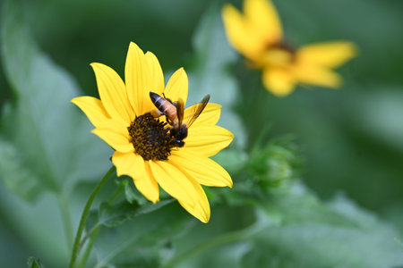 Honey bee collecting pollen from sunflower. A close up of a bright yellow sunflower with a bee...