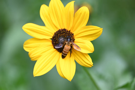 Honey bee collecting pollen from sunflower. A close up of a bright yellow sunflower with a bee gathering pollen in its center. wildlife.の写真素材