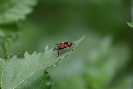 Hoverflies on green leaf. Its common names Â flower flies andÂ syrphids. Make up theÂ insectÂ...