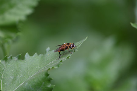 Hoverflies on green leaf. Its common names flower flies and syrphids. Make up the insect family...