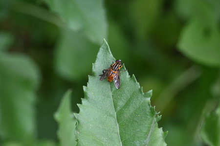 Hoverflies on green leaf. Its common names flower flies and syrphids. Make up the insect family...