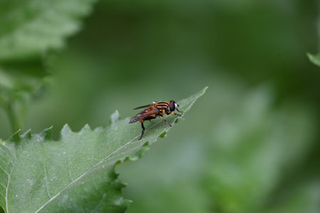 Hoverflies on green leaf. Its common names flower flies and syrphids. Make up the insect family...