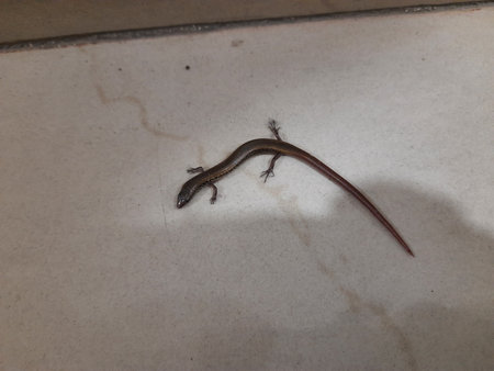 Baby Bronze grass skink on tiles floor. Its common names Â bronze mabuya,Â speckled forest skink...