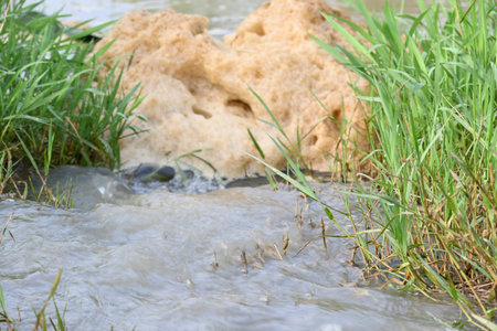 Murky foam mass floating on a small stream of water. Stream of water flowing among green grass. This...