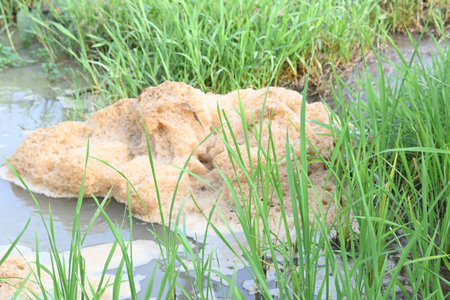 Murky foam mass floating on a small stream of water. Stream of water flowing among green grass. This...