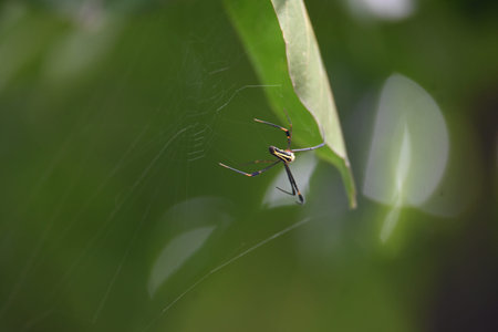 Nephila pilipes spider. Its other names golden orb weaver and giant golden orb weaver. This is a...