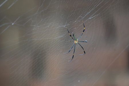 Nephila pilipes spider. Its other names golden orb weaver and giant golden orb weaver. This is a...