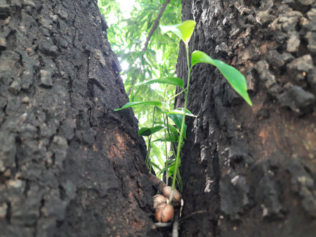 Several Polyalthia longifolia seeds germinating in the crevice between tree tow trunks. Green shoots...