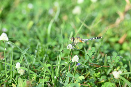 Diplacodes trivialis dragonfly. ItÂ is a species ofÂ dragonflyÂ in the familyÂ Libellulidae....