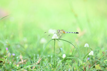 Diplacodes trivialis dragonfly. ItÂ is a species ofÂ dragonflyÂ in the familyÂ Libellulidae. It is small dragonfly with bluish eyes. Its other namesÂ chalky percher and Â ground skimmer.の写真素材