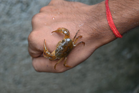 Barytelphusa cunicularis crab. It is a common species ofÂ freshwater crabÂ found inÂ India. It...