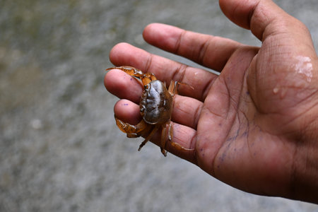 Barytelphusa cunicularis crab. It is a common species ofÂ freshwater crabÂ found inÂ India. It...