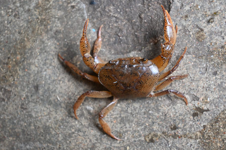 Barytelphusa cunicularis crab. It is a common species ofÂ freshwater crabÂ found inÂ India. It...