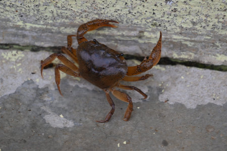 Barytelphusa cunicularis crab. It is a common species ofÂ freshwater crabÂ found inÂ India. It...