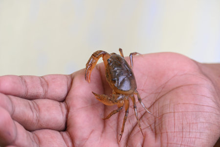 Barytelphusa cunicularis crab. It is a common species ofÂ freshwater crabÂ found inÂ India. It...