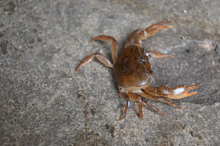 Barytelphusa cunicularis crab. It is a common species ofÂ freshwater crabÂ found inÂ India. It...