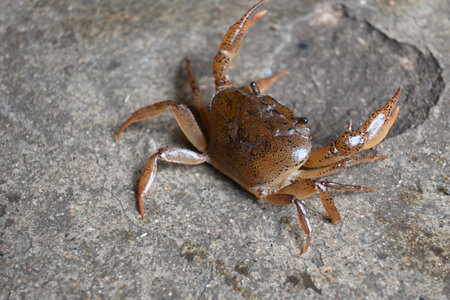 Barytelphusa cunicularis crab. It is a common species ofÂ freshwater crabÂ found inÂ India. It...
