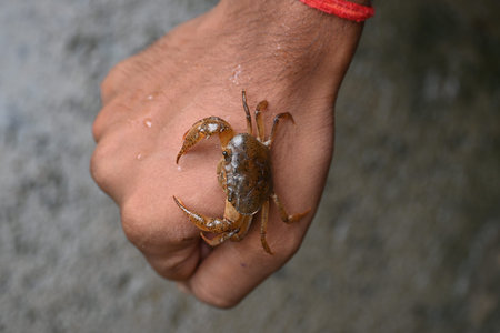 Barytelphusa cunicularis crab. It is a common species ofÂ freshwater crabÂ found inÂ India. It is found in large quantities in rice fields during the monsoon season in India.の写真素材
