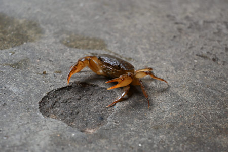 Barytelphusa cunicularis crab. It is a common species ofÂ freshwater crabÂ found inÂ India. It...