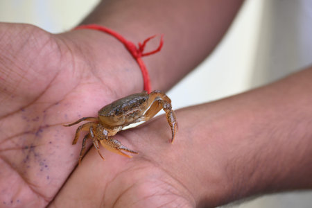 Barytelphusa cunicularis crab. It is a common species ofÂ freshwater crabÂ found inÂ India. It...