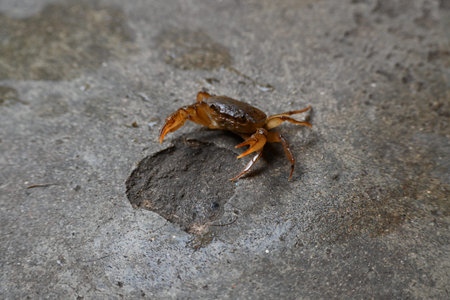 Barytelphusa cunicularis crab. It is a common species ofÂ freshwater crabÂ found inÂ India. It...
