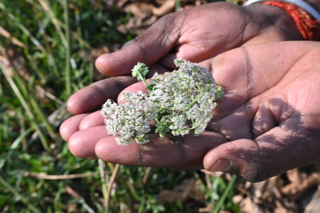 Indian Moon Carrot flower. Its common names Indian Stone Parsley, Vanayamam, Vanayamani and Seseli...