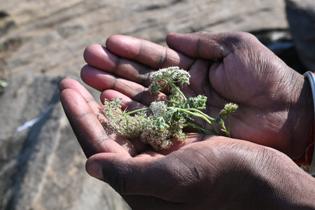 Indian Moon Carrot flower. Its common names Indian Stone Parsley, Vanayamam, Vanayamani and Seseli...