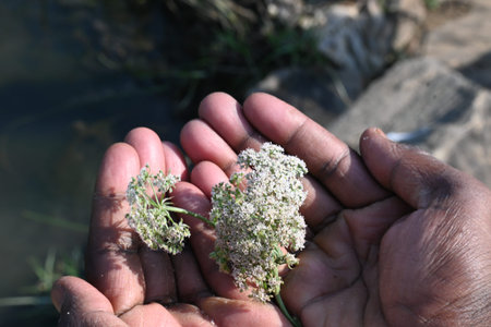 Indian Moon Carrot flower. Its common names Indian Stone Parsley, Vanayamam, Vanayamani and Seseli...