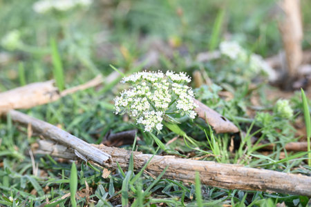 Indian Moon Carrot flower. Its common names Indian Stone Parsley, Vanayamam, Vanayamani and Seseli...