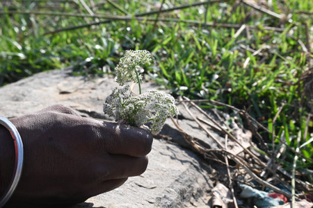 Indian Moon Carrot flower. Its common names Indian Stone Parsley, Vanayamam, Vanayamani and Seseli...