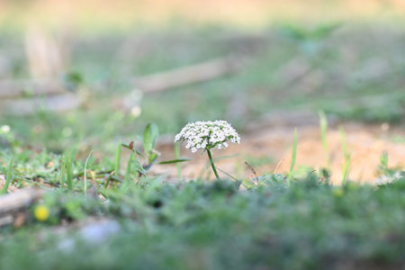 Indian Moon Carrot flower. Its common names Indian Stone Parsley, Vanayamam, Vanayamani and Seseli...