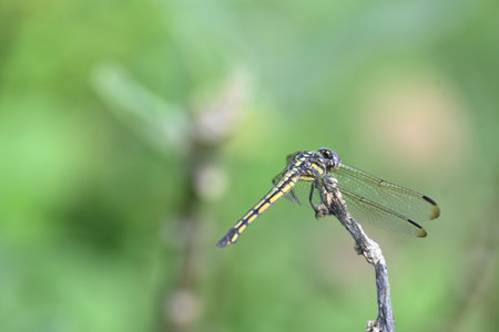 Scarlet skimmer dragonfly. Its common namesÂ ruddy marsh skimmer and Crocothemis servilia. This is aÂ speciesÂ ofÂ dragonflyÂ of the familyÂ Libellulidae, native toÂ southeast Asia.Â の写真素材