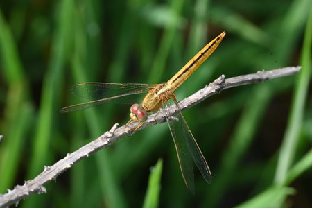 Scarlet skimmer dragonfly. Its common namesÂ ruddy marsh skimmer and Crocothemis servilia. This is...