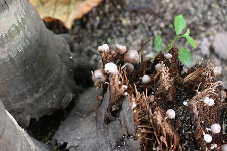 Small pale brown mushrooms growing on a decaying tree stump or plant material. The mushrooms have...