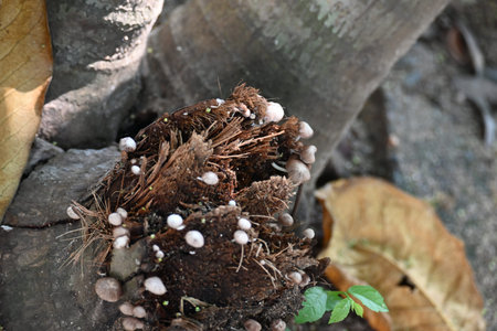 Small pale brown mushrooms growing on a decaying tree stump or plant material. The mushrooms have...