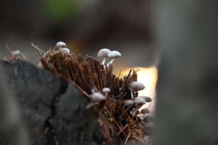 Small pale brown mushrooms growing on a decaying tree stump or plant material. The mushrooms have delicate stem and dome-shaped caps.の写真素材