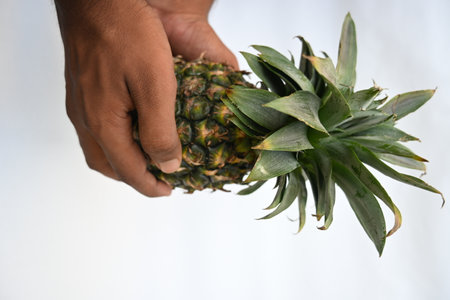 Pineapple or Ananas comosus on white background. It is aÂ tropical plantÂ with an edible fruit. It is plant in the familyÂ Bromeliaceae.の写真素材