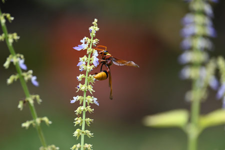 Delta conoideum orÂ mason wasp sucking juice of flower. It is aÂ speciesÂ of potter wasp in...