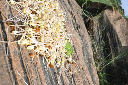 Sprouted Macrotyloma uniflorum. Its common namesÂ horse gram,Â kulthi bean,Â gahat,Â hurali...