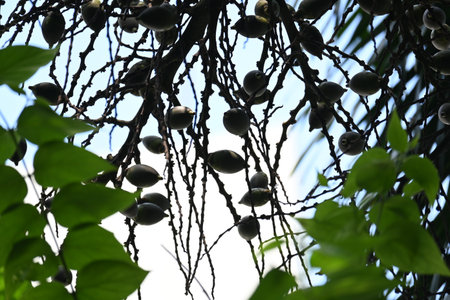 Bactris gasipaes fruits in the tree. Its
 common names Chontaduro fruit and Peach Palm fruit. Its species ofÂ palmÂ native to theÂ tropical forestsÂ ofÂ CentralÂ andÂ South America.の写真素材