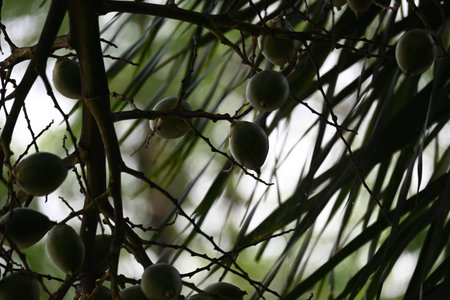 Bactris gasipaes fruits in the tree. Its
 common names Chontaduro fruit and Peach Palm fruit. Its...