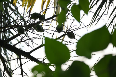 Bactris gasipaes fruits in the tree. Its
 common names Chontaduro fruit and Peach Palm fruit. Its species ofÂ palmÂ native to theÂ tropical forestsÂ ofÂ CentralÂ andÂ South America.の写真素材