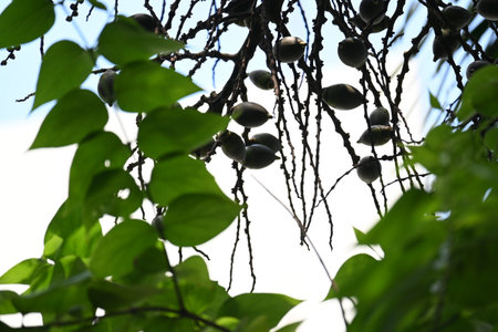 Bactris gasipaes fruits in the tree. Its
 common names Chontaduro fruit and Peach Palm fruit. Its species ofÂ palmÂ native to theÂ tropical forestsÂ ofÂ CentralÂ andÂ South America.の写真素材
