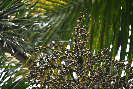 Bactris gasipaes flowers in the tree. Its common names Chontaduro tree and Peach Palm tree. It is a...