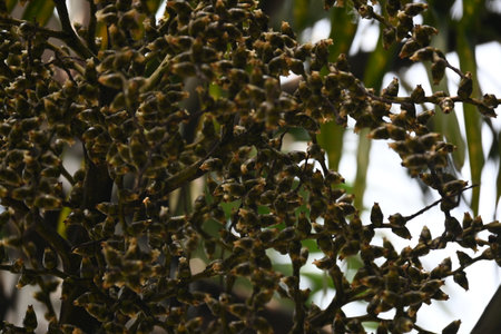 Bactris gasipaes flowers in the tree. Its common names Chontaduro tree and Peach Palm tree. It is a species ofÂ palmÂ native to theÂ tropical forestsÂ ofÂ CentralÂ andÂ South America.の写真素材