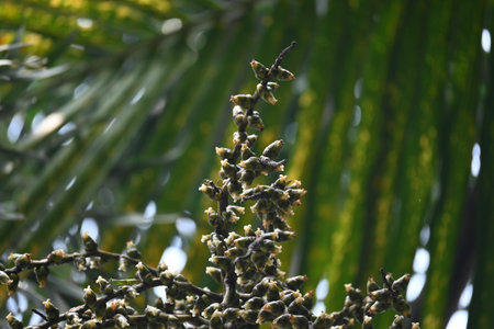 Bactris gasipaes flowers in the tree. Its common names Chontaduro tree and Peach Palm tree. It is a...